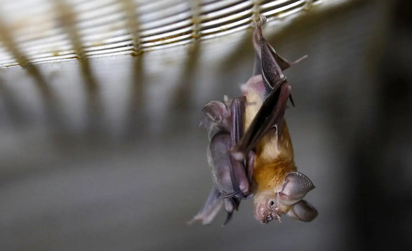 En hesteskoflagermus som denne kan være vært for et utal af ubehagelige vira. Når en flagermus »klatter« på et andet dyr, kan den overføre virus og dermed ubehagelige infektionssygdomme.