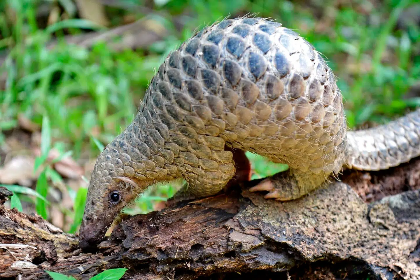 En fremherskende teori er, at den sidste smitteoverførsel fra dyr til menneske af ny coronavireus skete via et inficeret skældyr. Det nuttede pattedyr er værdsat i Kina for dets skæl, der anses som helbredende.