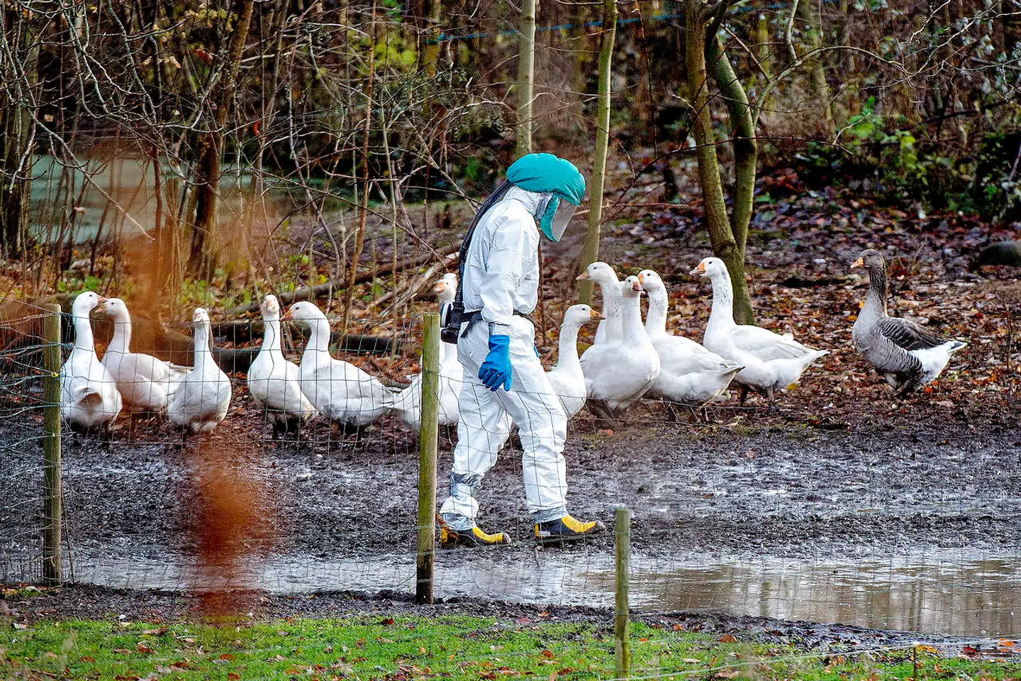 ARKIVFOTO: Fugleinfluenza i Nordsjælland. En lille besætning på 30 ænder døde.