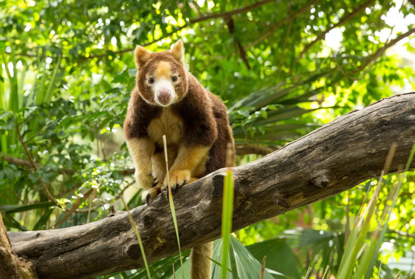 Adelaide Zoo har nogle af de meget sjældne trækænguruer.