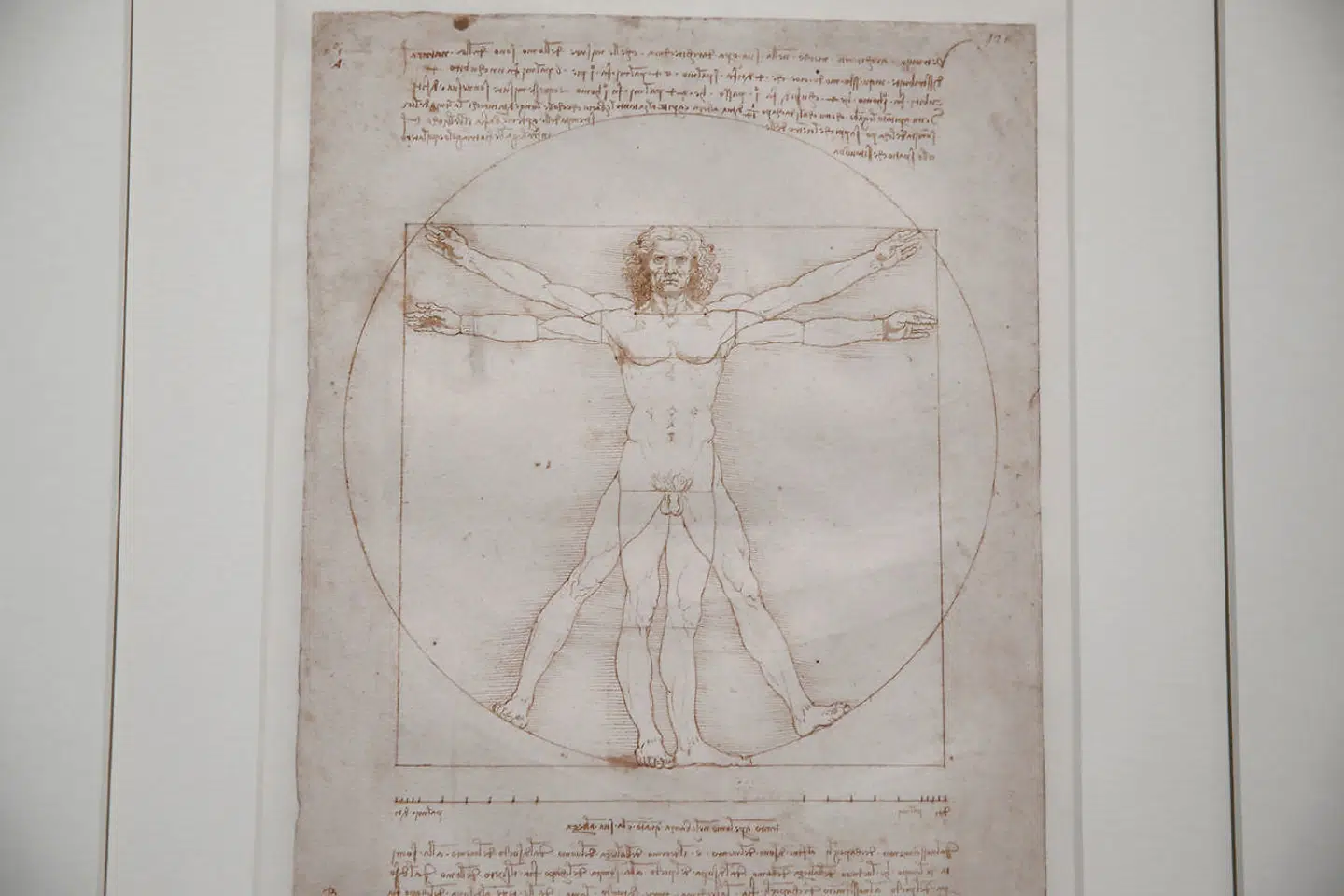 »Den Vitruvianske Mand« er en af Leonardo da Vincis mest ikoniske tegninger og ankom til udstillingen i sidste øjeblik.