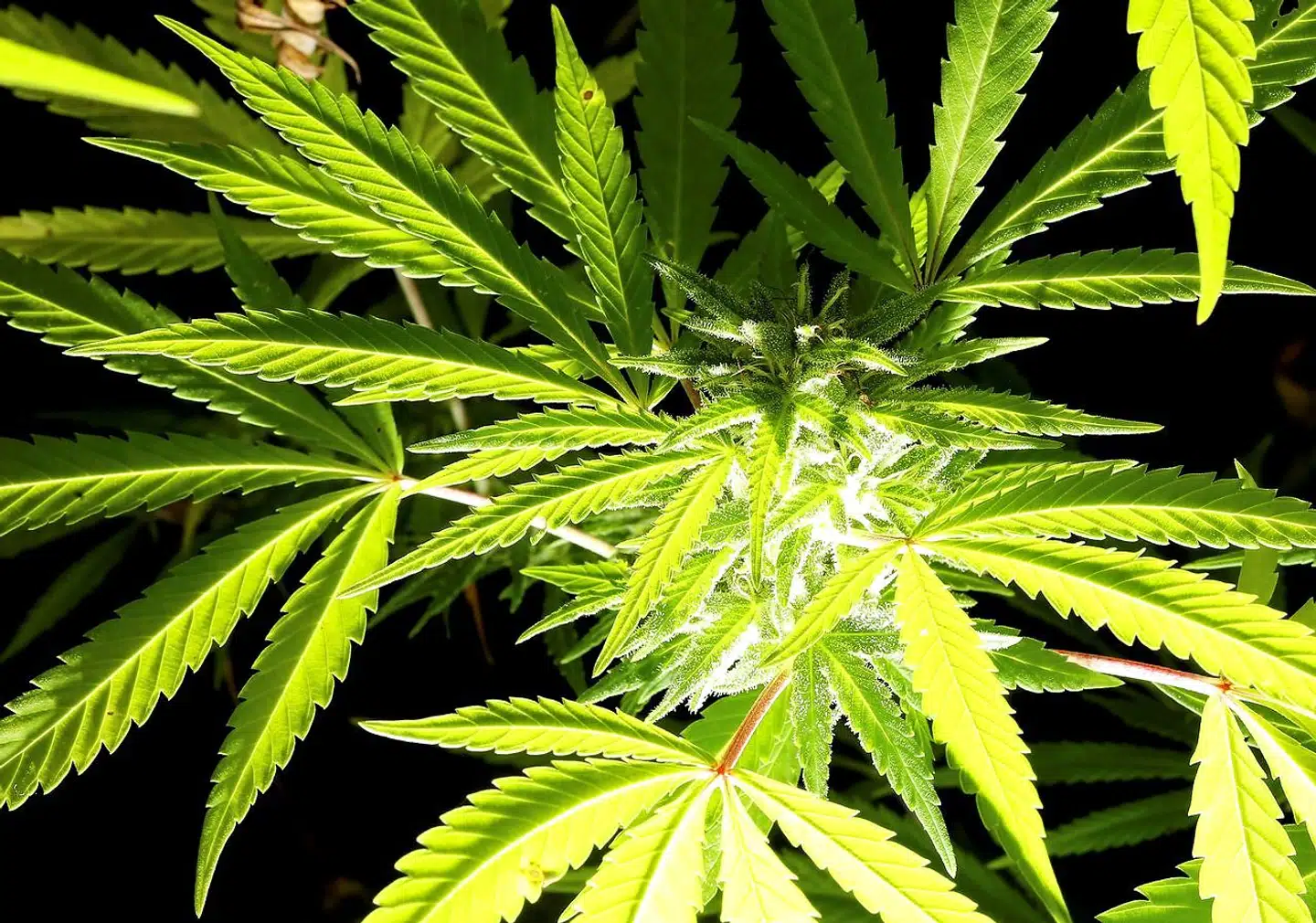 Udover at dyrke cannabis til medicinsk brug, forsker Canna Therapeutics i cannabis' mulige anvendelsesmuligheder i forbindelse med forskellige lidelser og sygdomme.