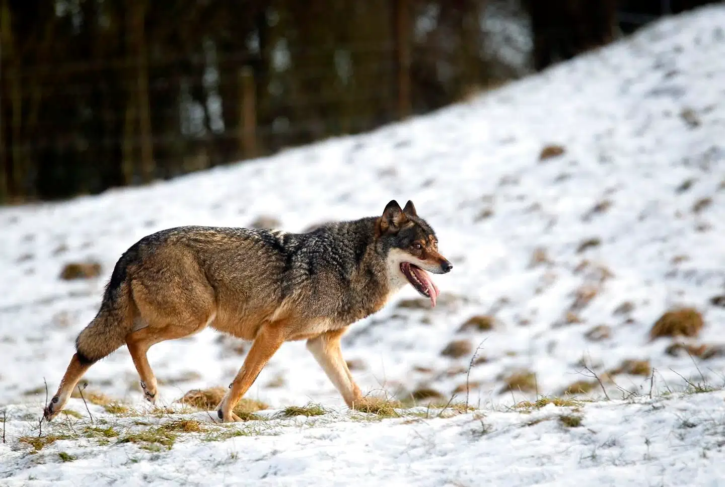 Arkivfoto: En vestjysk fåreavler har mistet 18 drægtige får, der er blevet bidt ihjel. Yderligere seks dyr var i så dårlig forfatning, at de måtte aflives.