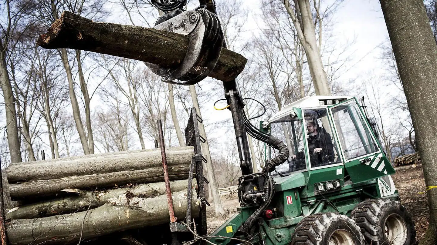 Skovbrug er en af de alternative investeringer, der forventes at give de højere afkast i de kommende år.