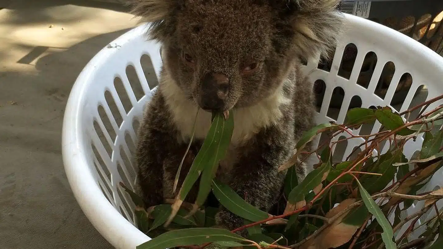 En såret koala spiser eukalyptusblade og får behandling i en vasketøjskurv.