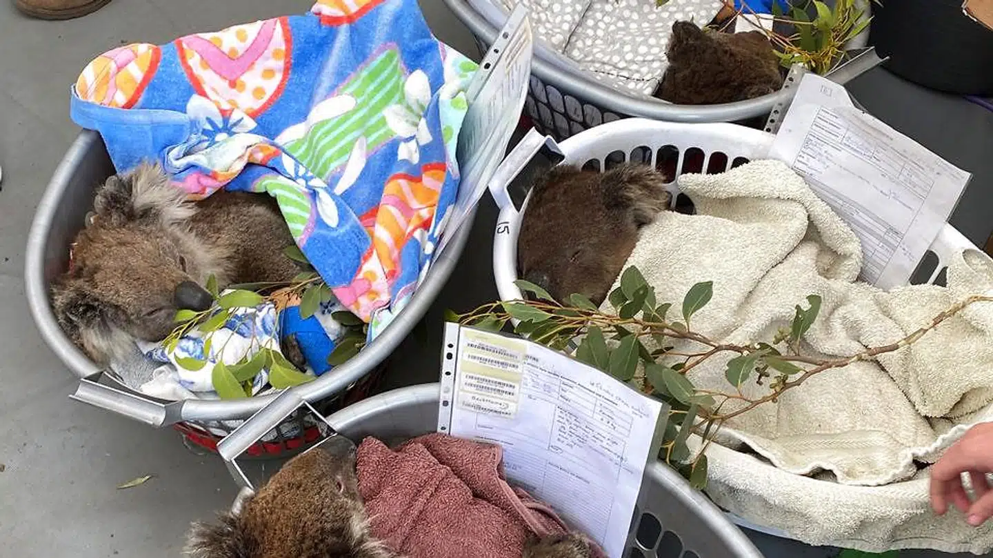 Koalaer på rekreation i vasketøjskurve på Kangaroo Island.