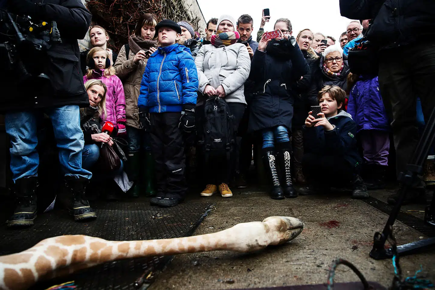 Ggiraffen Marius blev aflivet, mens hele verden så på. Udenlandske medier skrev om »forfærdede børn« ved obduktionen af Marius, men billederne viste kun nysgerrige børn.
