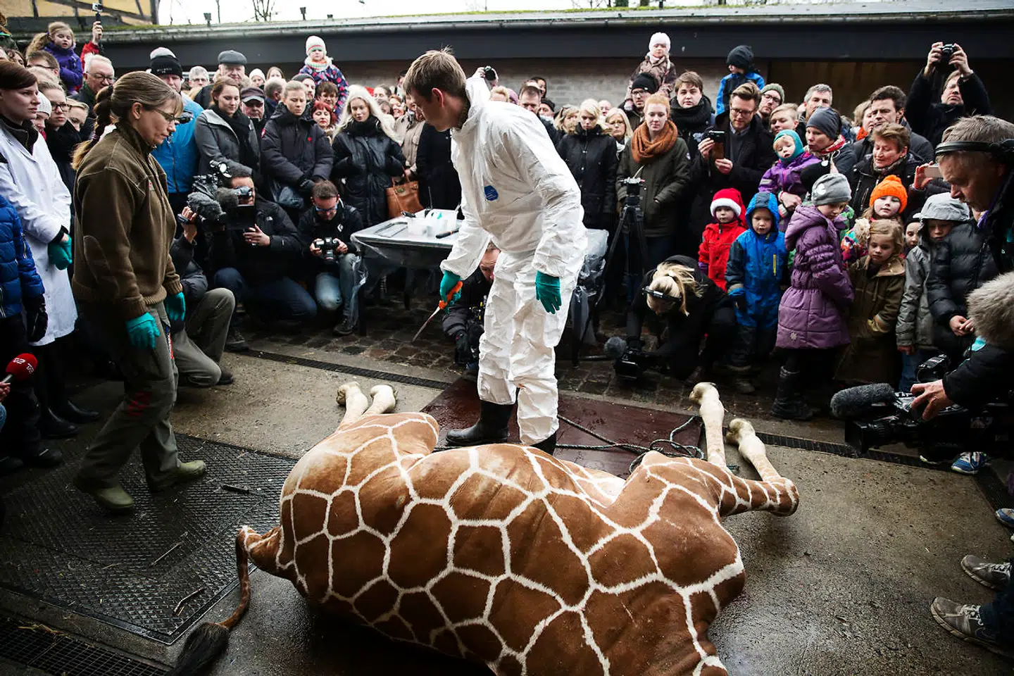 Giraffen Marius blev først bedøvet og derefter skudt med boltpistol.