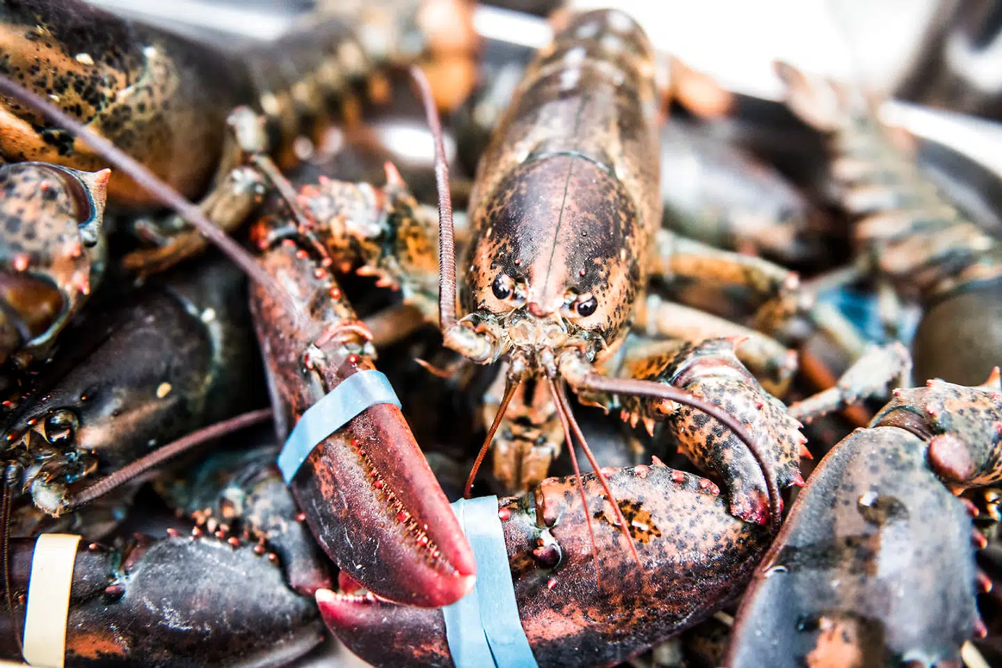 Intet nytår uden hummer!