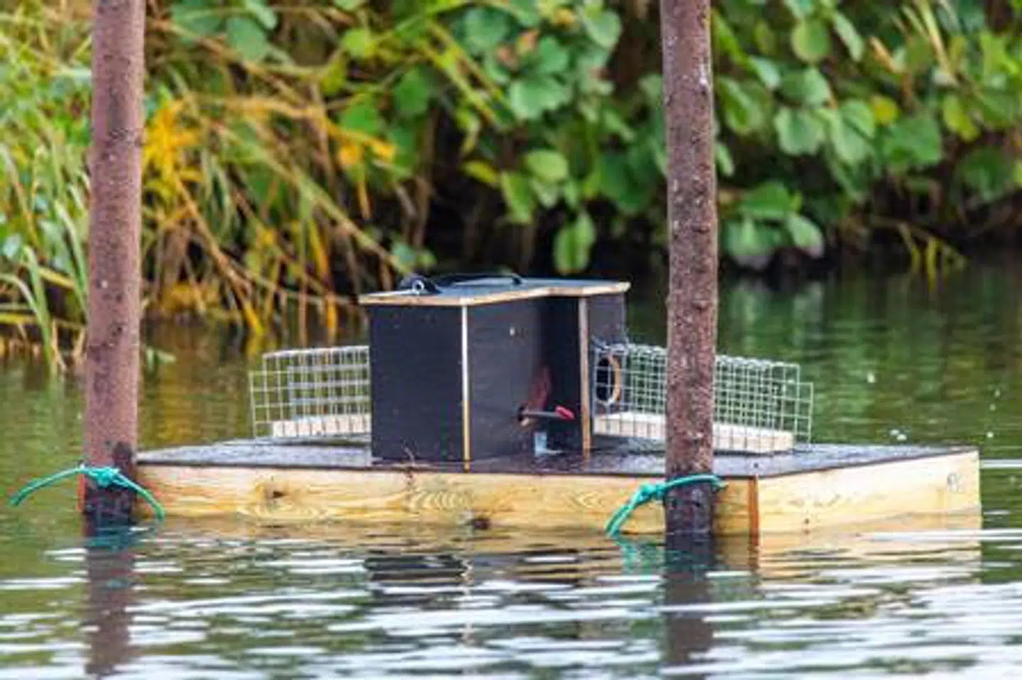 En af minkfælderne i Gentofte Sø.