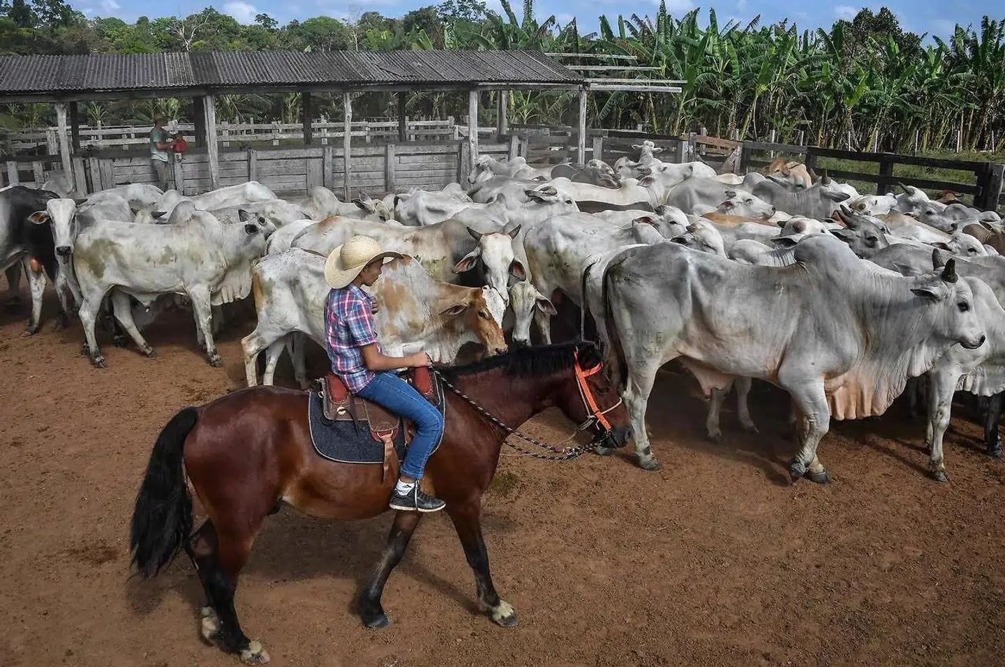 Kvægbrug, som her i Brasiliens Amazonas-område, har mange negative miljøeffekter. Det er vandkrævende, fører til skovdød og –mindst – bidrager dyrenes konstante prutten til udledningen af CO2.