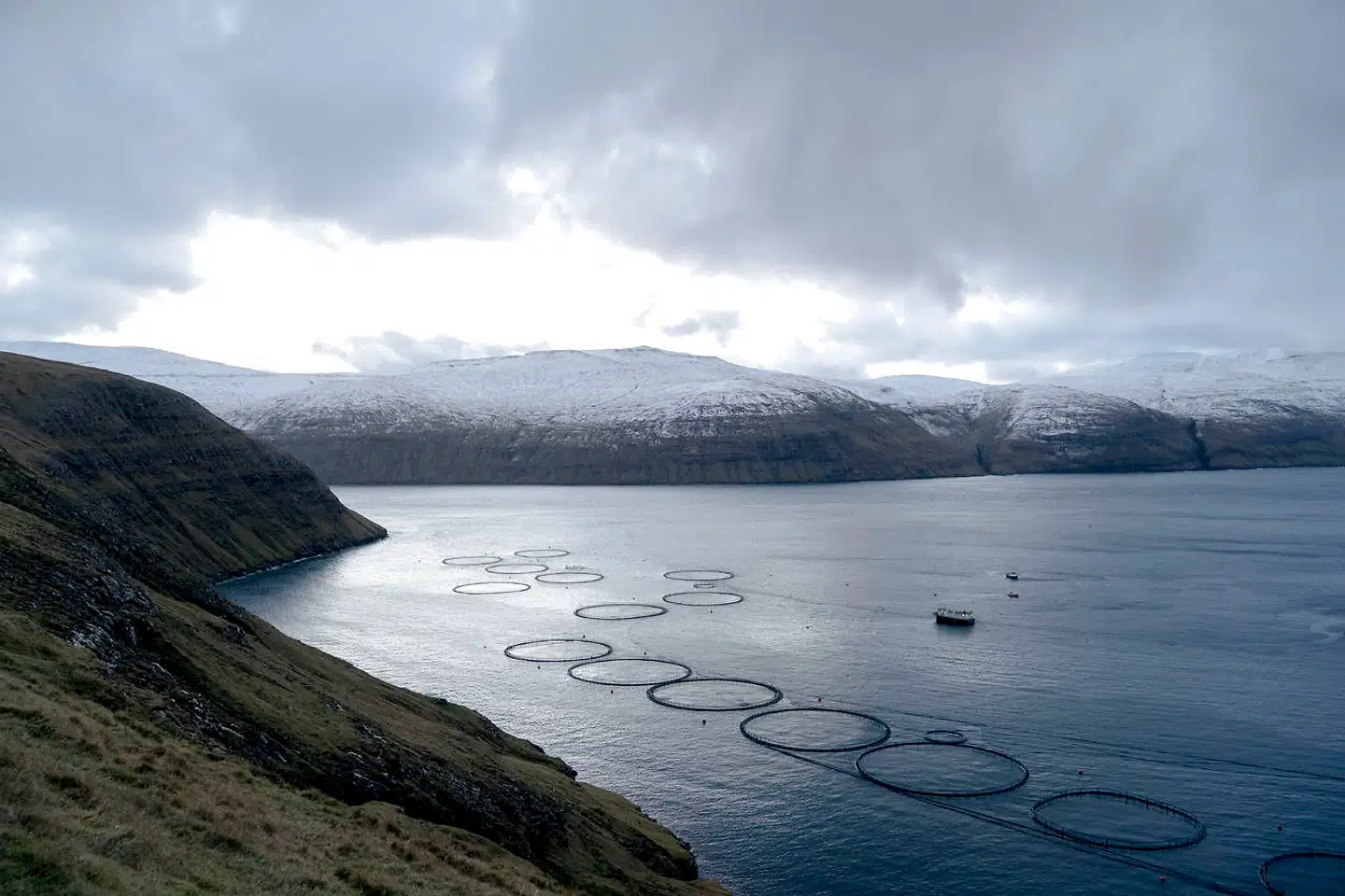 Færøerne har en vigtig og voksende eksport af laks til Kina, som Kina har brugt til at sætte færøske politikere under pres. Foto: Oscar Scott Carl