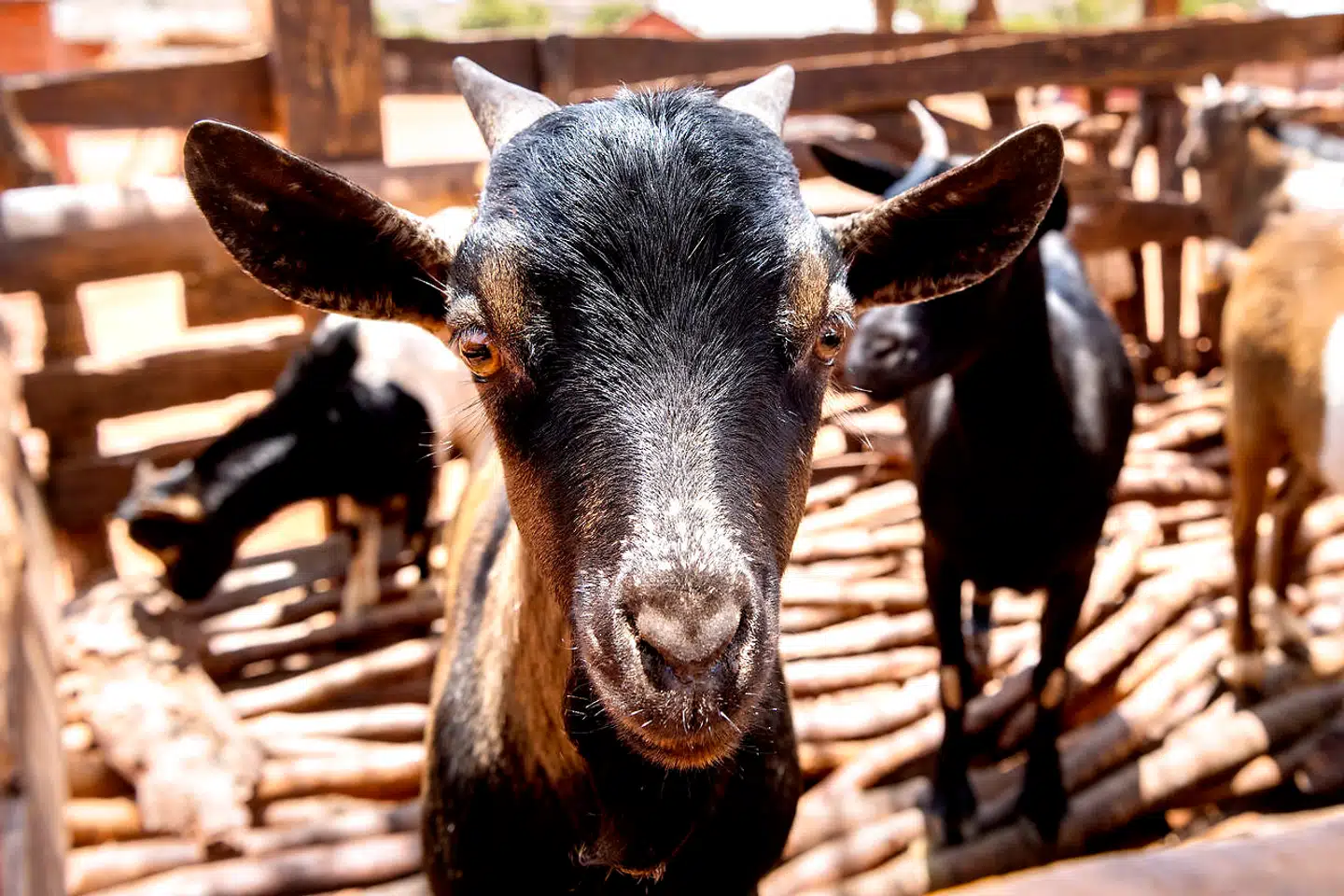 Velgørenhedsgaver er populære. Det koster 275 kroner at donere en ged til en familie.