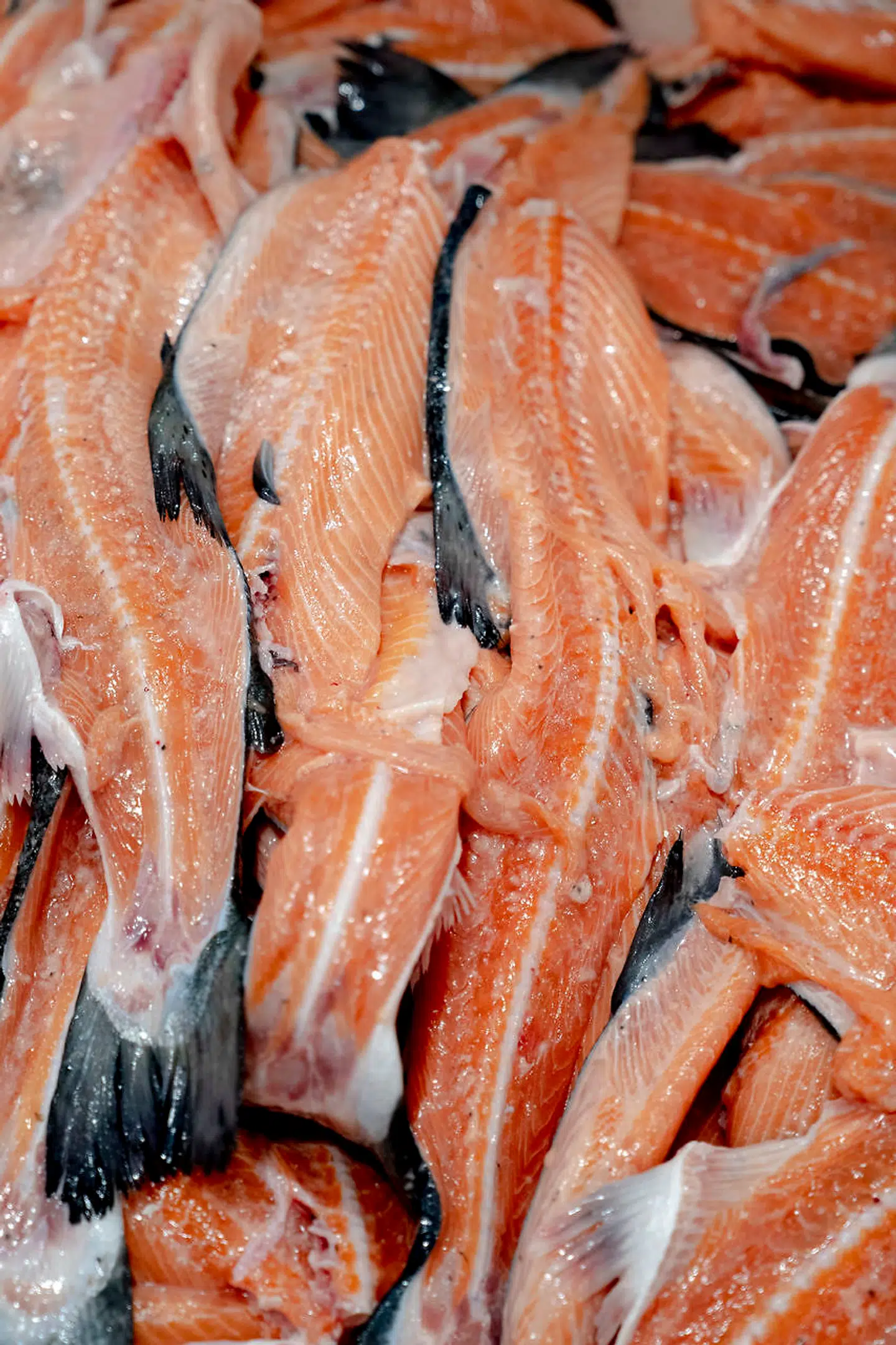 Laks på Færøerne.