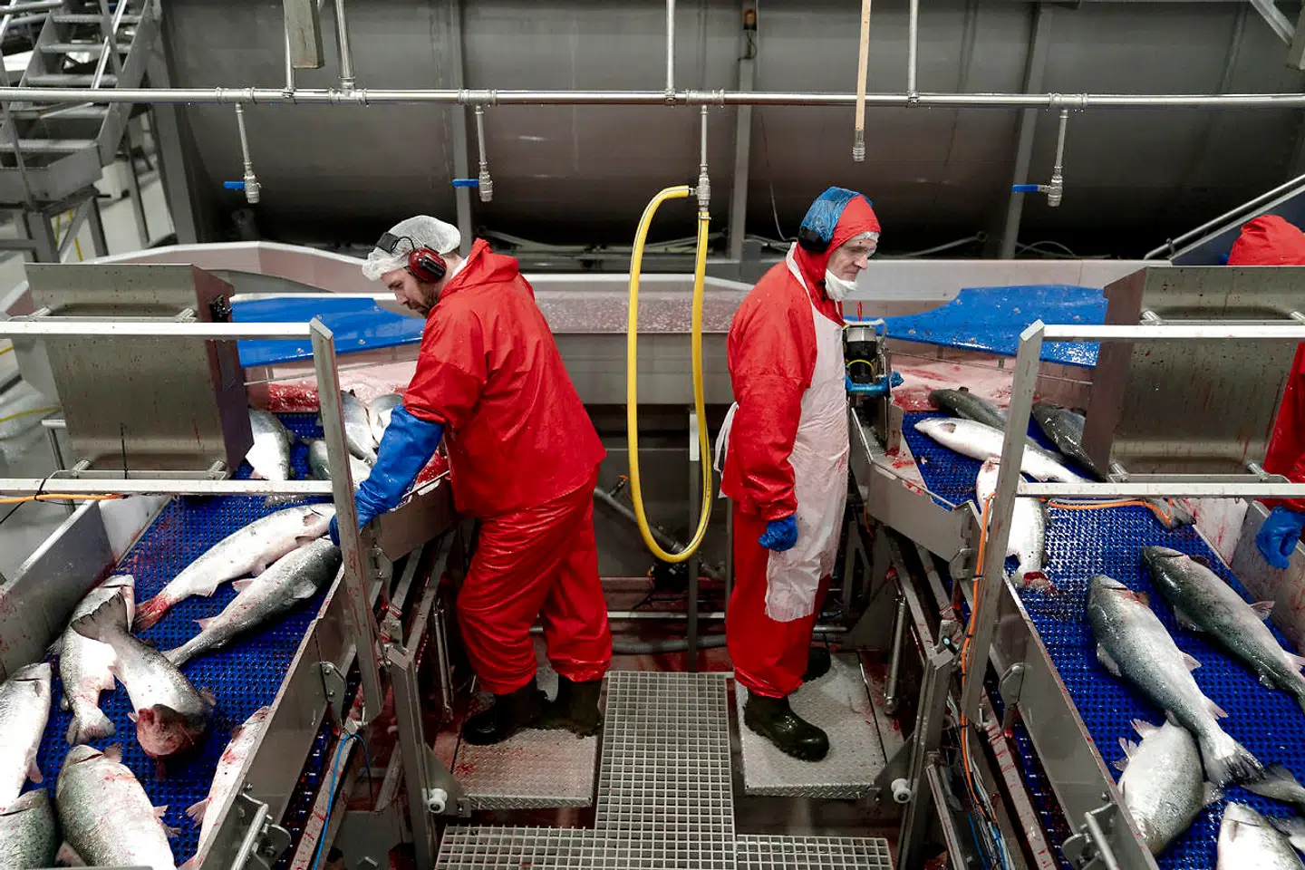 Afbrydelse af forhandlinger om en frihandelsaftale med Kina kan få konsekvenser for Færøernes store eksport af laks. Her ses medarbejdere hos Bakkafrost, Færøernes største lakseproducent.