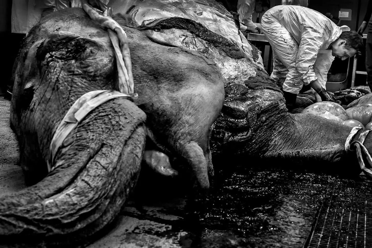 »Der er ingen forskel på, om det er en kat, hest eller elefant, man skal lave en obduktion på. Man lægger dyret på siden, skærer det op i midten, fra hagen til numsen, og fjerner de to øverste ben og huden. Så lukker man bughulen op, kigger der. Bagefter gør man det samme med brysthullet. Det er bare lidt lettere med et lille dyr, når man kan løfte med venstre hånd og skære med højre,« siger Mads Frost Bertelsen, der har været dyrlæge i tæt på 20 år.