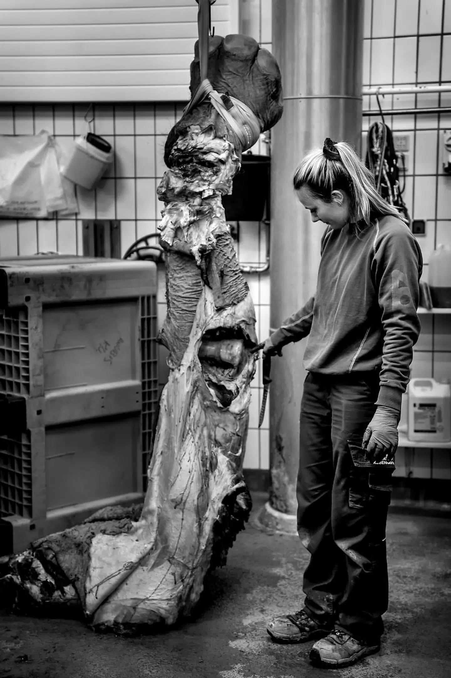 I tiden op til sin død var Thiha Phyu syg. Dyrepasserne mistænkte, at hun havde slidgigt og andre alderdomsskavanker, men det var svært helt at vide det.