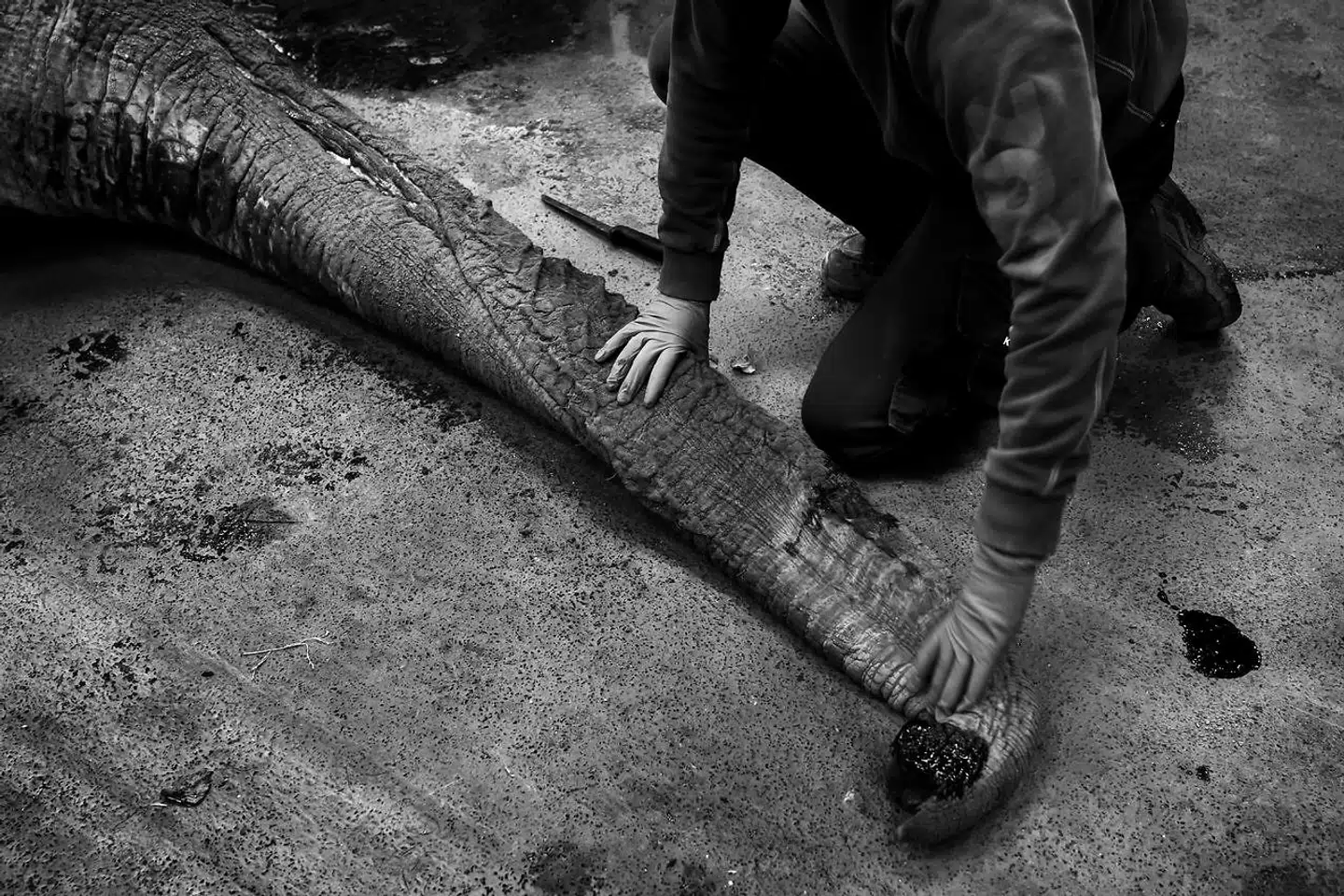 Efter hun lukkede øjnene for sidste gang natten til onsdag, blev hun med kran og lastbil fragtet fra København Zoo til Landbrughøjskolen.