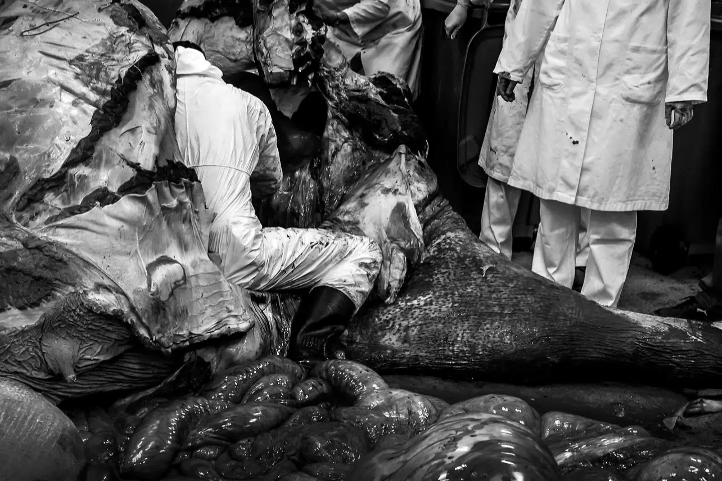 Det lugter ikke så godt, når man skærer bugen op.