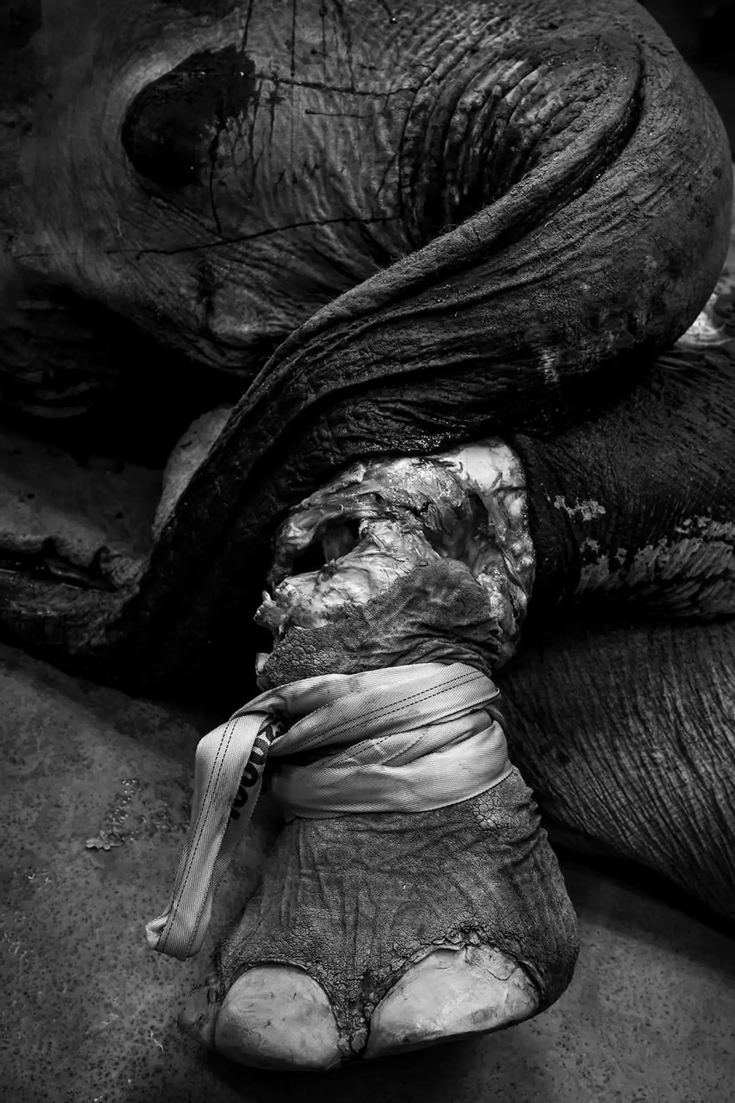 Den store hunelefant, der vejede i omegnen af tre ton, kom til København i september.