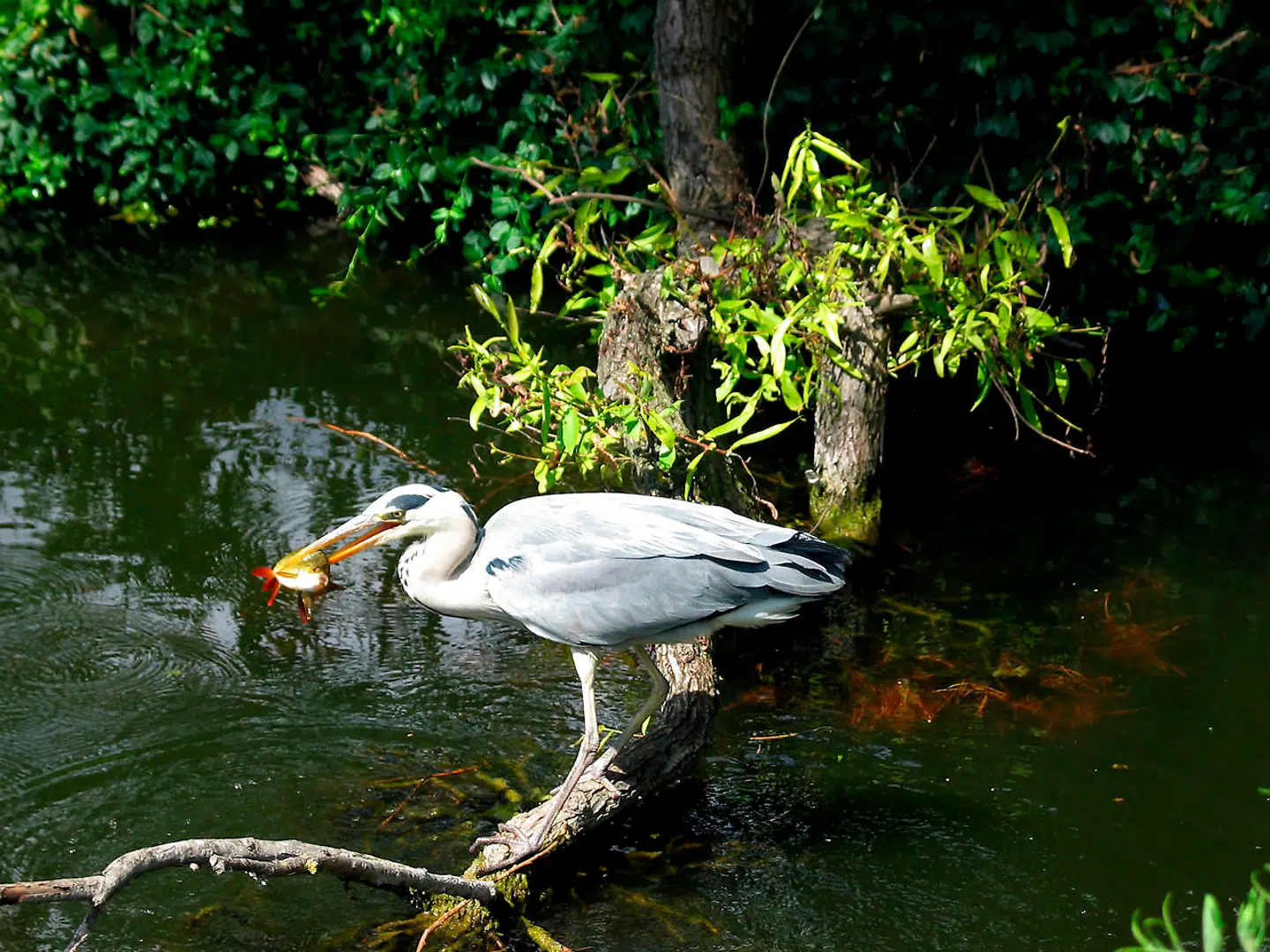 Fiskehejrer og københavnere får alligevel lov til at beholde naturområdet Nordhavnstippen. Billedet her er dog fra en anden af byens eksisterende parker.