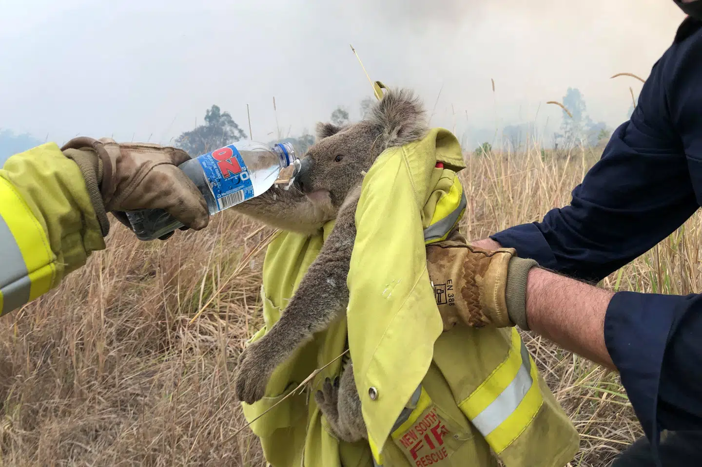 Brandmænd i delstaten New South Wales redder en koala ud af en skovbrand. Brande har hærget mere end 2200 hektarer skov i netop det område, som er koalaernes primære levested på den australske østkyst. (Arkivfoto). Paul Sudmals/Reuters