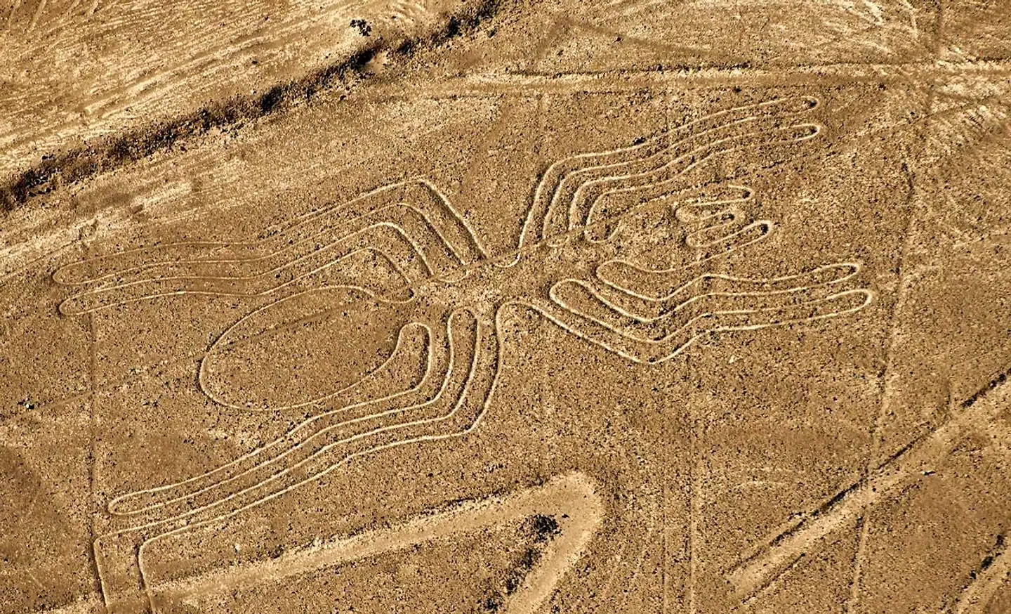 Denne edderkop har været af kendt arkæologerne i årevis og er ikke nyopdaget. Den er mere end 40 meter lang.