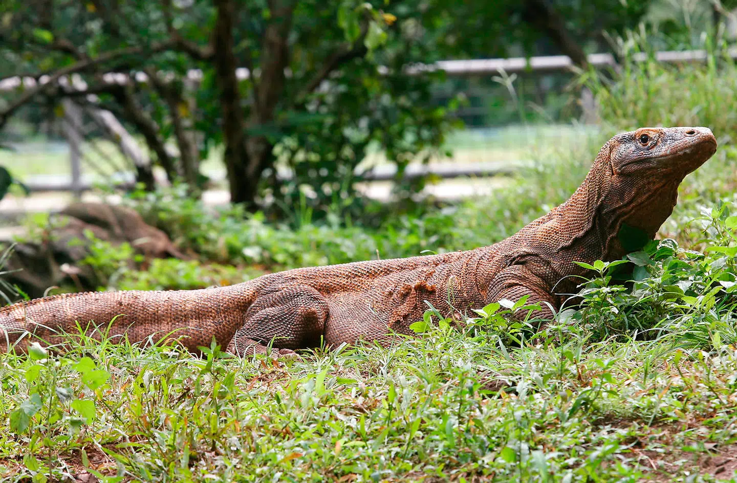 A komod dragon roams around its enclosure at the Ragunan zoo in Jakarta, 20 June 2007. The zoo attracts a large number of visitors, specially during public holidays and weekends. AFP PHOTO/Adek BERRY