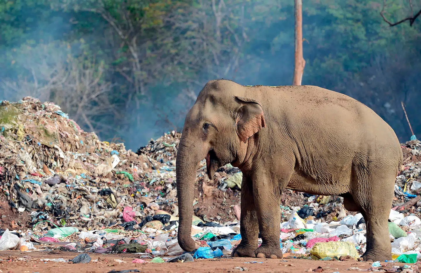 Hvis madspild var et land, ville det være verdens tredje største udleder af drivhusgasser. Her leder en elefant efter noget spiseligt i affaldsdynger uden for en landsby på Sri Lanka.