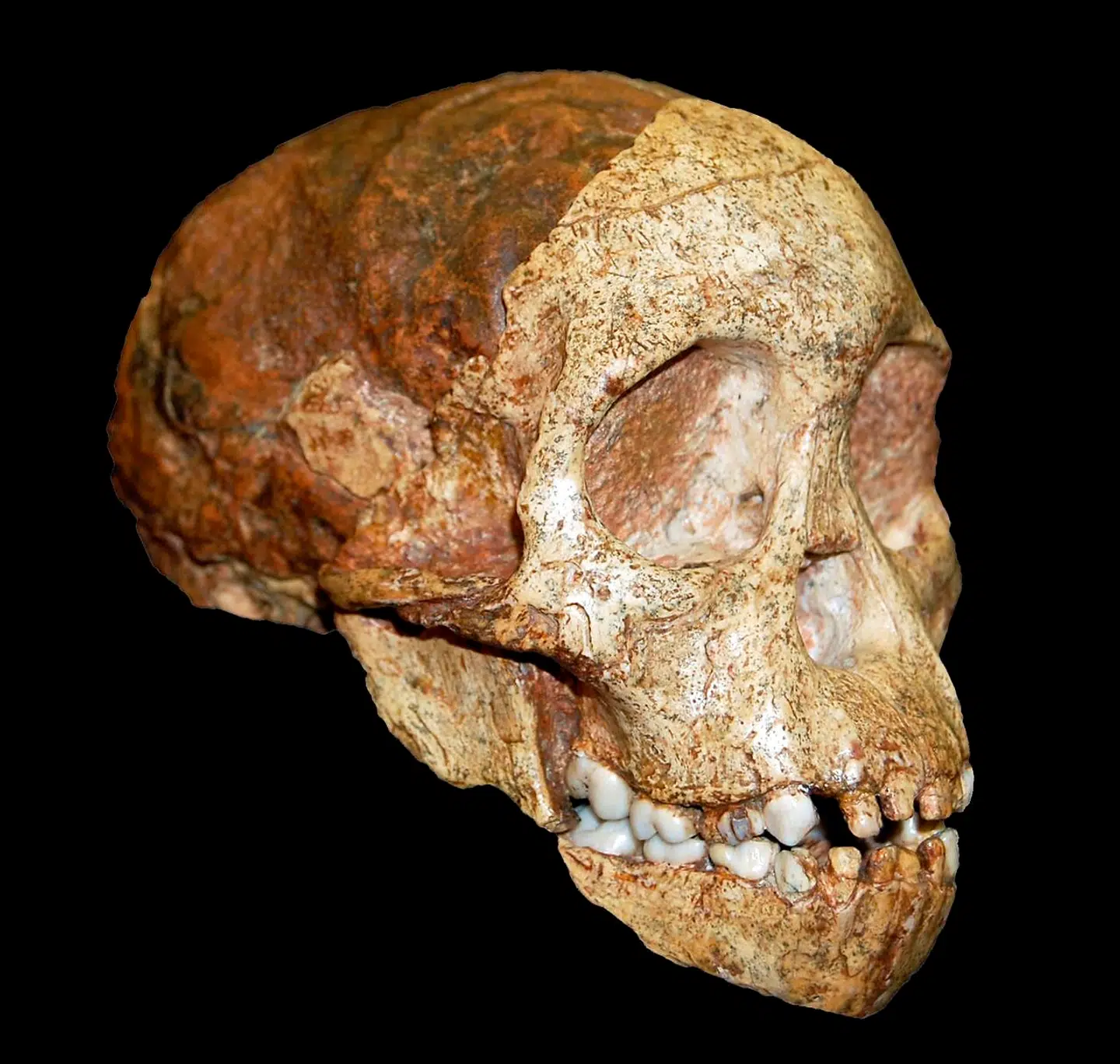 Kraniet af det såkaldte Taung-barn - et tre millioner år gammelt individ fundet i Sydafrika for godt 90 år siden. Foto: AFP / Dr. Bernhard Zipfel