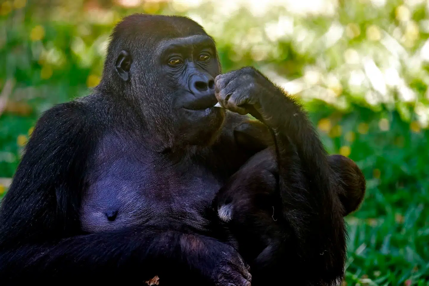 En hunlig lavlandsgorilla med unge - tilsyneladende hensunket i dybe tanker. Foto: DOUGLAS MAGNO / AFP