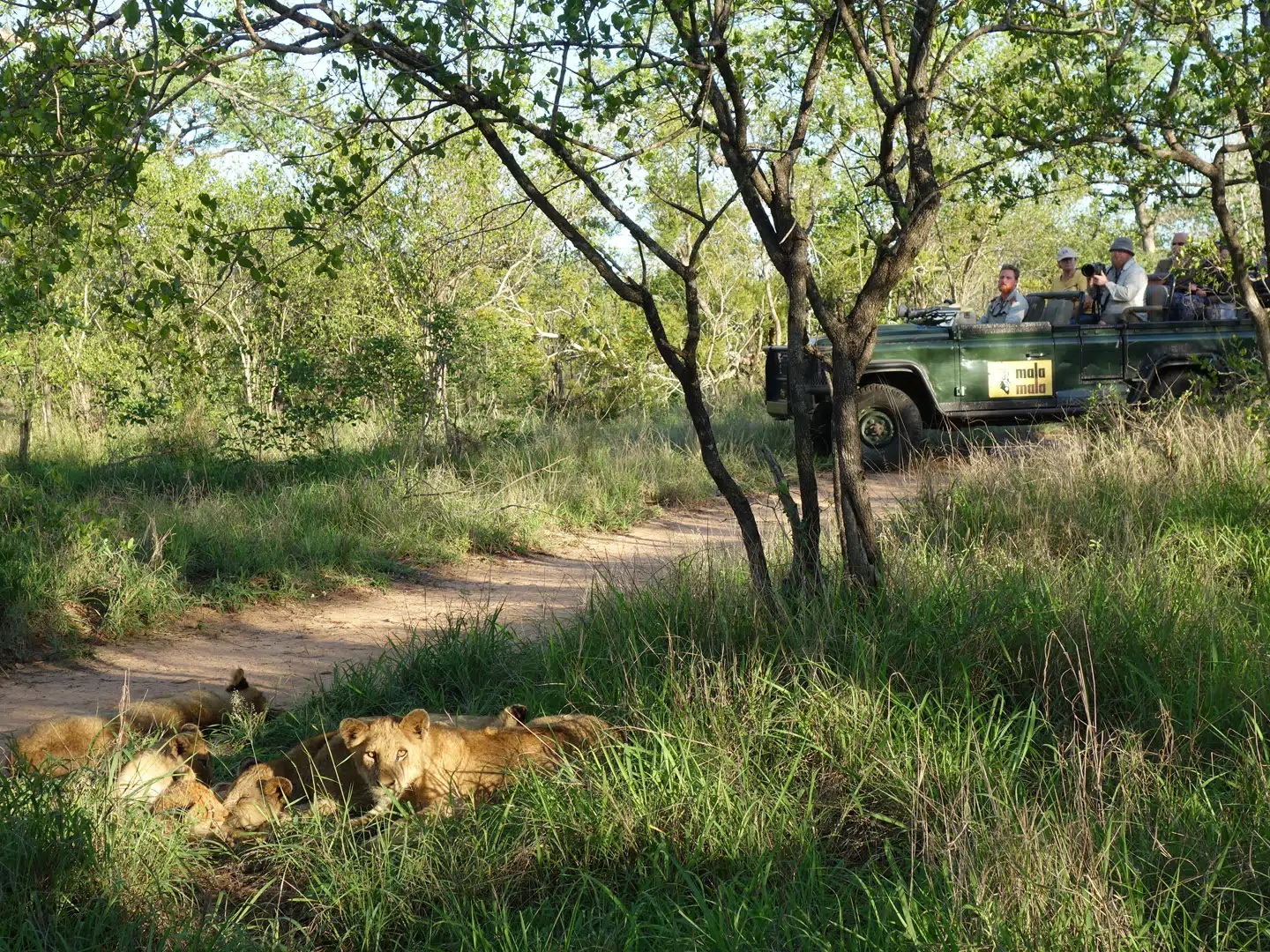 Den afrikanske natur byder sig virkelig til i den sidste time, inden jeepen kører tilbage mod lodgen.