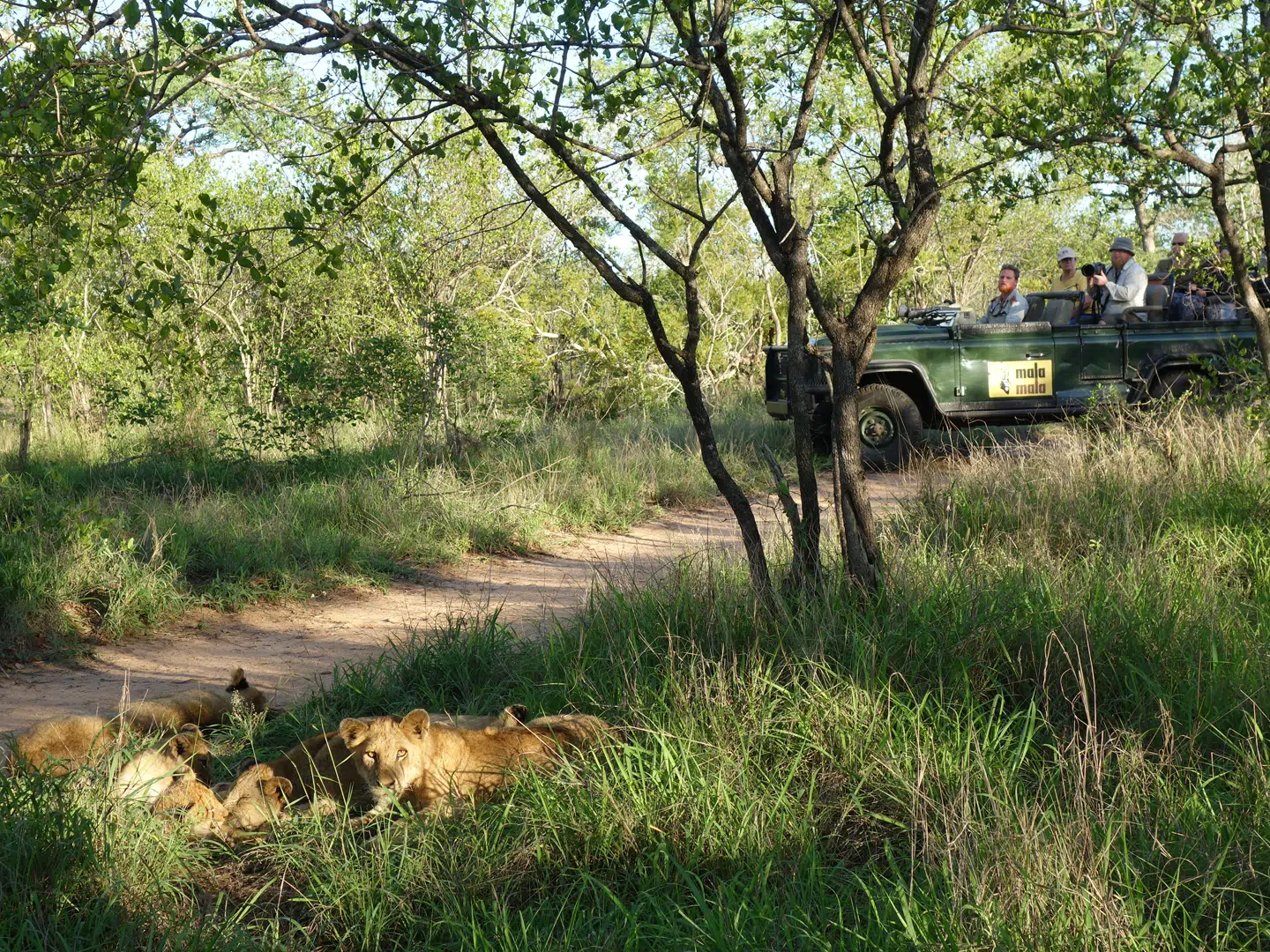 Den afrikanske natur byder sig virkelig til i den sidste time, inden jeepen kører tilbage mod lodgen.