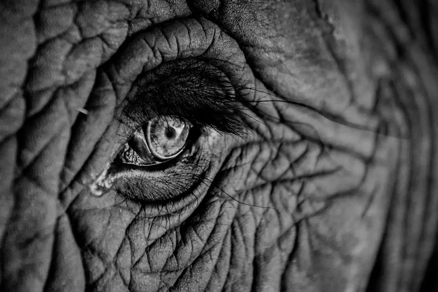 I 2018 indgik regeringen, Dansk Folkeparti og Socialdemokratiet en aftale om at sætte en stopper for vilde dyr i cirkusmanegen. Cirkus Arena havde tre afrikanske elefanter, Lara og Djungla på 31 år og Jenny på 29 år.