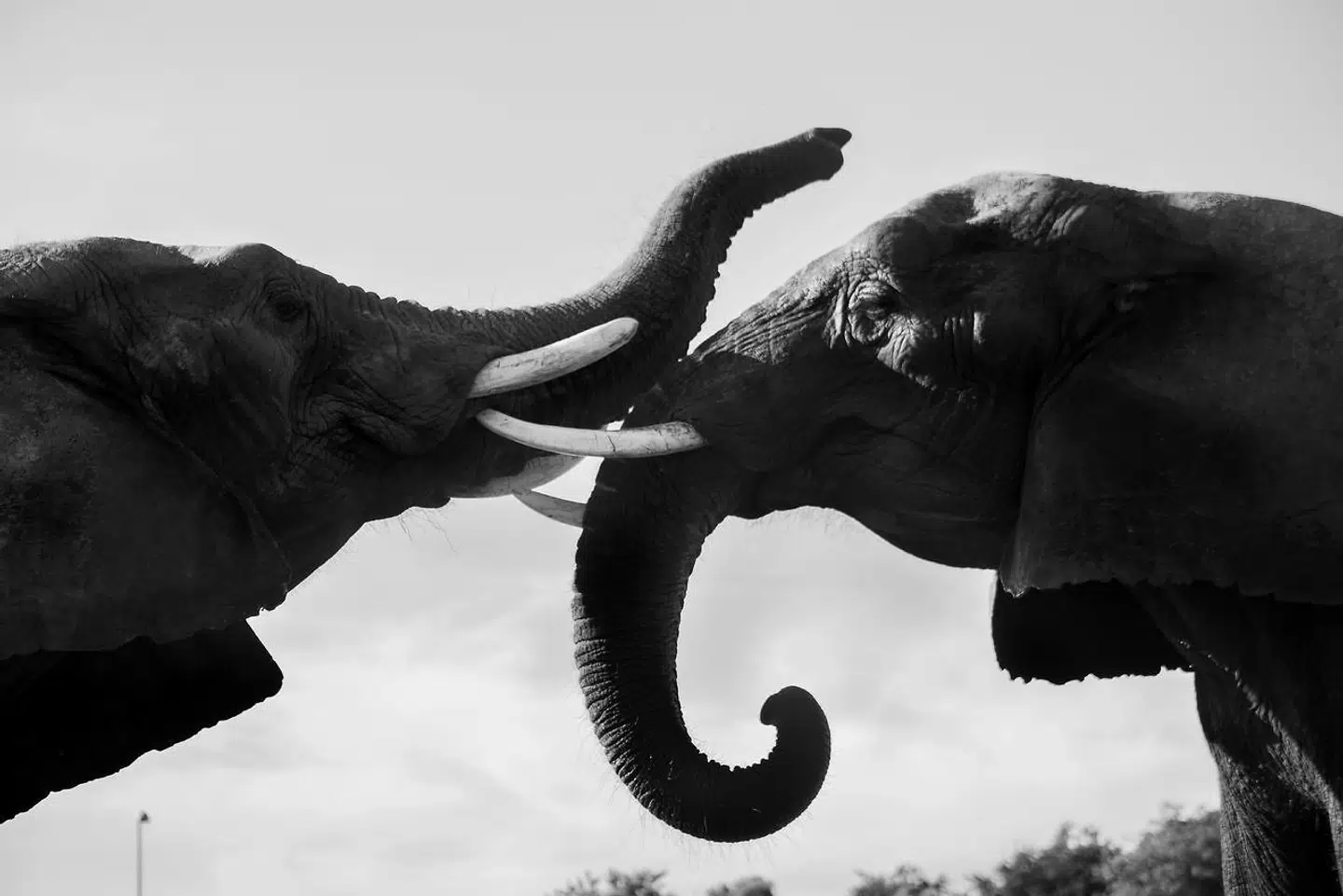 »Vores absolutte smertegrænse er 20 millioner kroner, for vi skal jo også kompenseres for vores zoologiske anlæg, elefantstalde og alt muligt,« lød det tidligere fra cirkusdirektør i Cirkus Arena, Benny Berdino. Staten og Cirkus Arena og Cirkus Trapez endte dog med et kompromis,