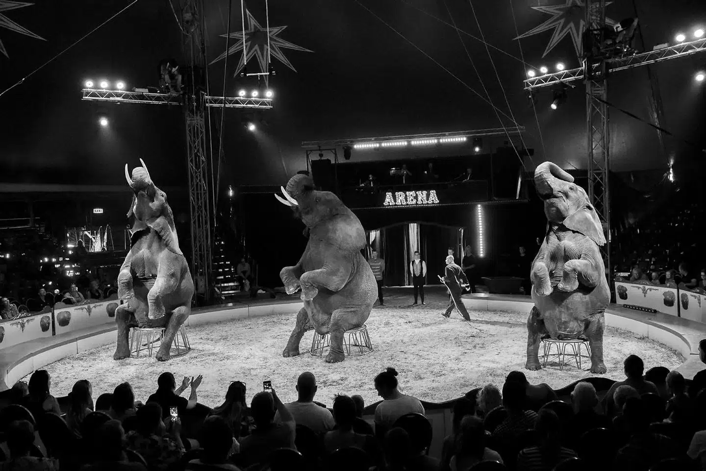 I marts 2018 indgik regeringen, Dansk Folkeparti og Socialdemokratiet en aftale om at sætte en stopper for vilde dyr i cirkusmanegen.