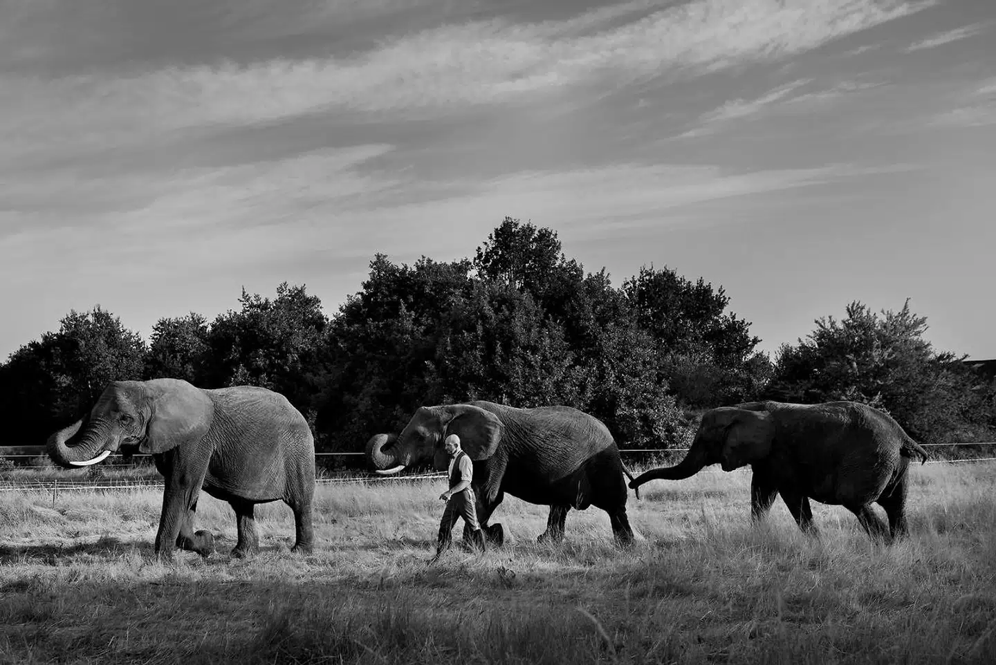 Cirkus Arena havde tre af de afrikanske cirkuselefanter, Lara, Djungla og Jenny, inden staten købte dem.