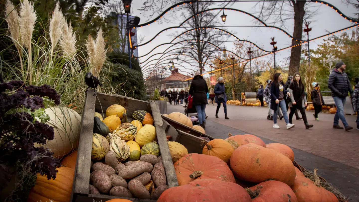 Sverige byder på et hav af efterårsoplevelser for børn og voksne. Her er det forlystelsesparken Liseberg i Halloween-klæder. (Foto: Frida Winter)