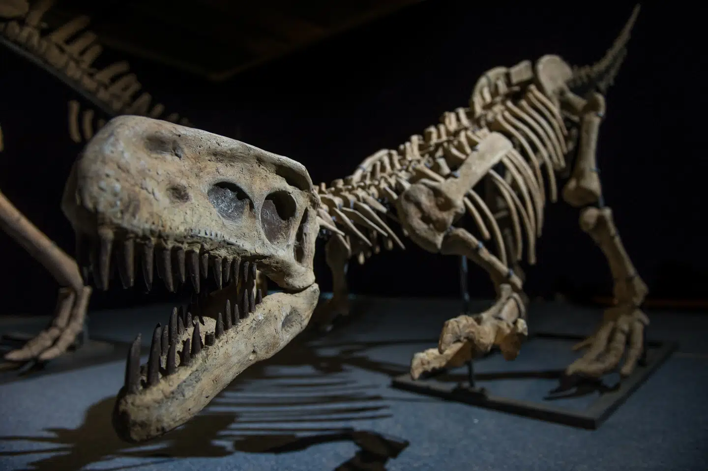 I alt 150 dinosaurer og skeletter er udstillet i A World Of Dinosaurs, hvoraf flere er nye. De store dyr er i fuld størrelse og meget realistiske. (Foto: Albin Rylander)