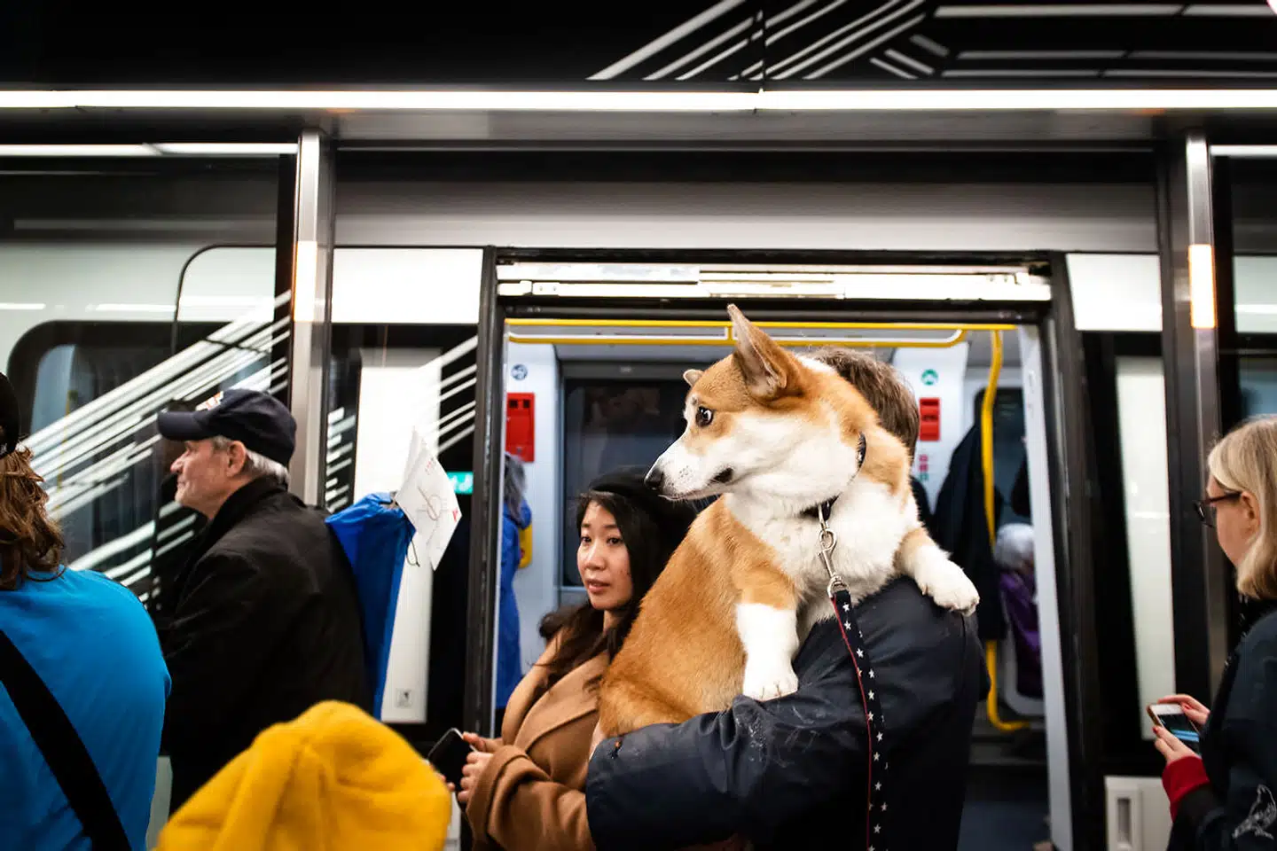 Både mennesker og dyr flokkes om Københavns nye Cityring
