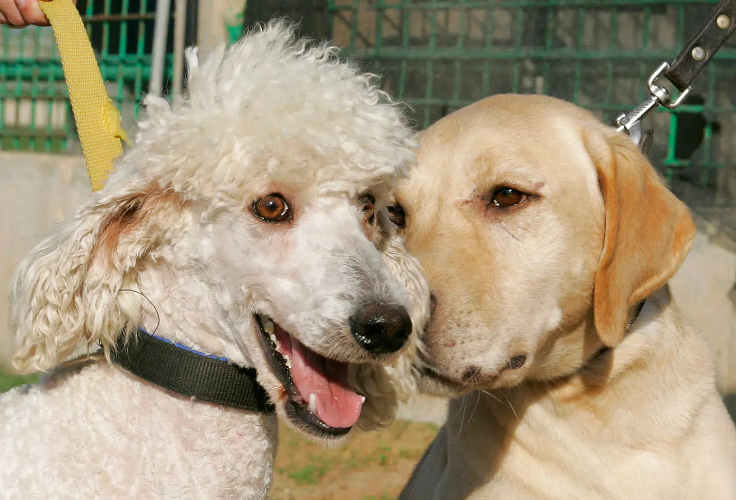 Labradoodle er en krydsning mellem puddelhunden, der har en meget allergivenlig pels, og en labrador retriever.