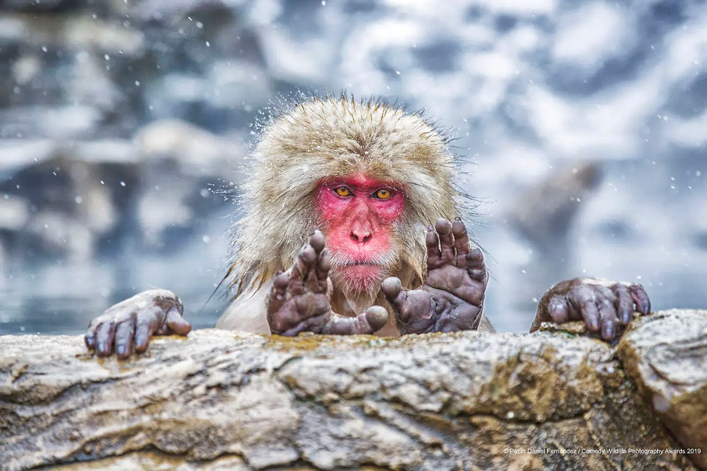 Comedy Wildlife Photography Awards 2019 har netop afsløret finalisterne for dette års konkurrence! og de er sjove.