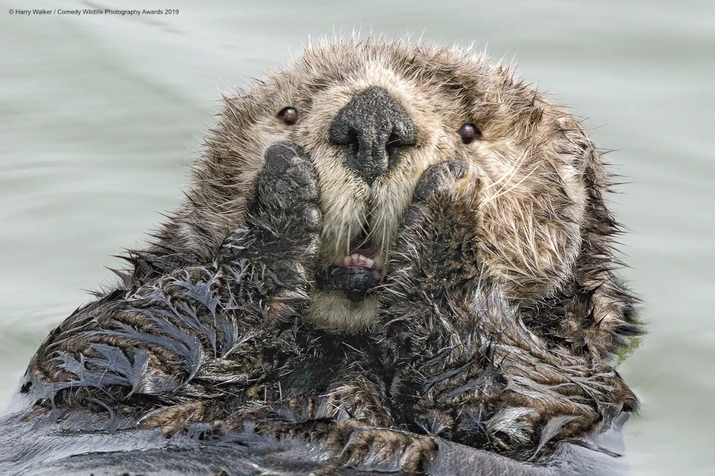 Sjove dyr fra The Comedy Wildlife Photography Award The Comedy Wildlife Photography Awards 2019 Harry Walker Anchorage United States Phone: 9072421795 Email: akmedia@ak.net Title: Oh My! Description: Unlike most other marine mammals, sea otters have no blubber and rely on exceptionally thick fur to keep warm. As the ability of the fur to repel water depends on utmost cleanliness, sea otters spend much of their time (while they are not sleeping or eating) grooming, offering photographers an unlimited number of anthropomorphic opportunities. Animal: Sea otter (Enhydra lutris) Location of shot: Small Boat Harbor, Seward Alaska