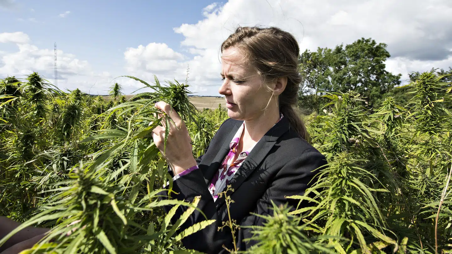 Fhv. sundhedsminister Ellen Trane Nørby (V) besøger Møllerup Gods på Djursland for at se produktionen af hamp på godset. Foto: Henning Bagger/Scanpix
