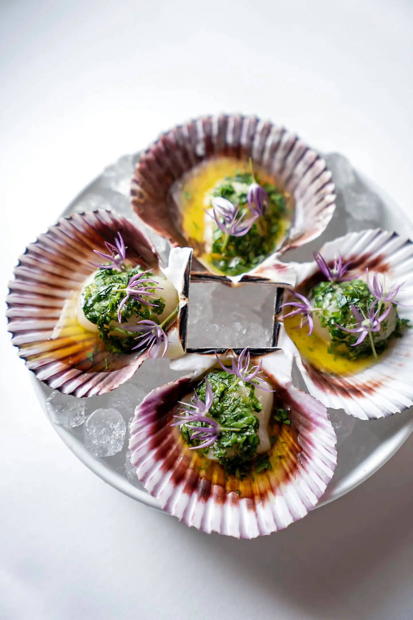 Petoncle, kammuslinger, i egen skal.