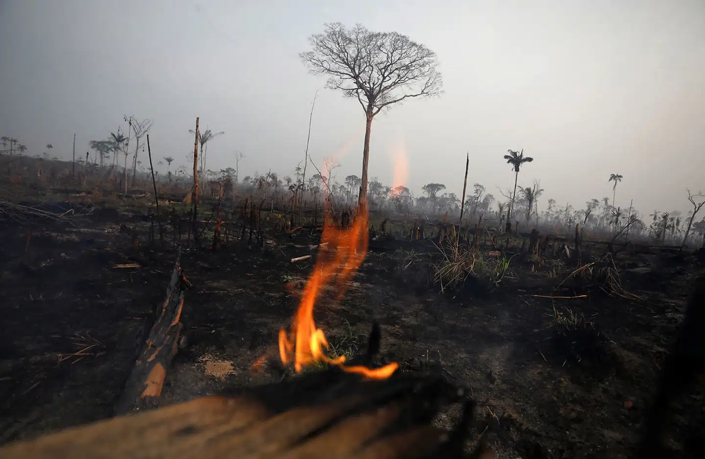 »Tabet er enestående stort. Rent biologisk er det en katastrofe, for i forvejen er verdens dyre- og planteliv i knæ«, har Bo Øksnebjerg, generalsekretær i WWF Verdensnaturfonden i Danmark, udtalt i forbindelse med de voldsomme brande.