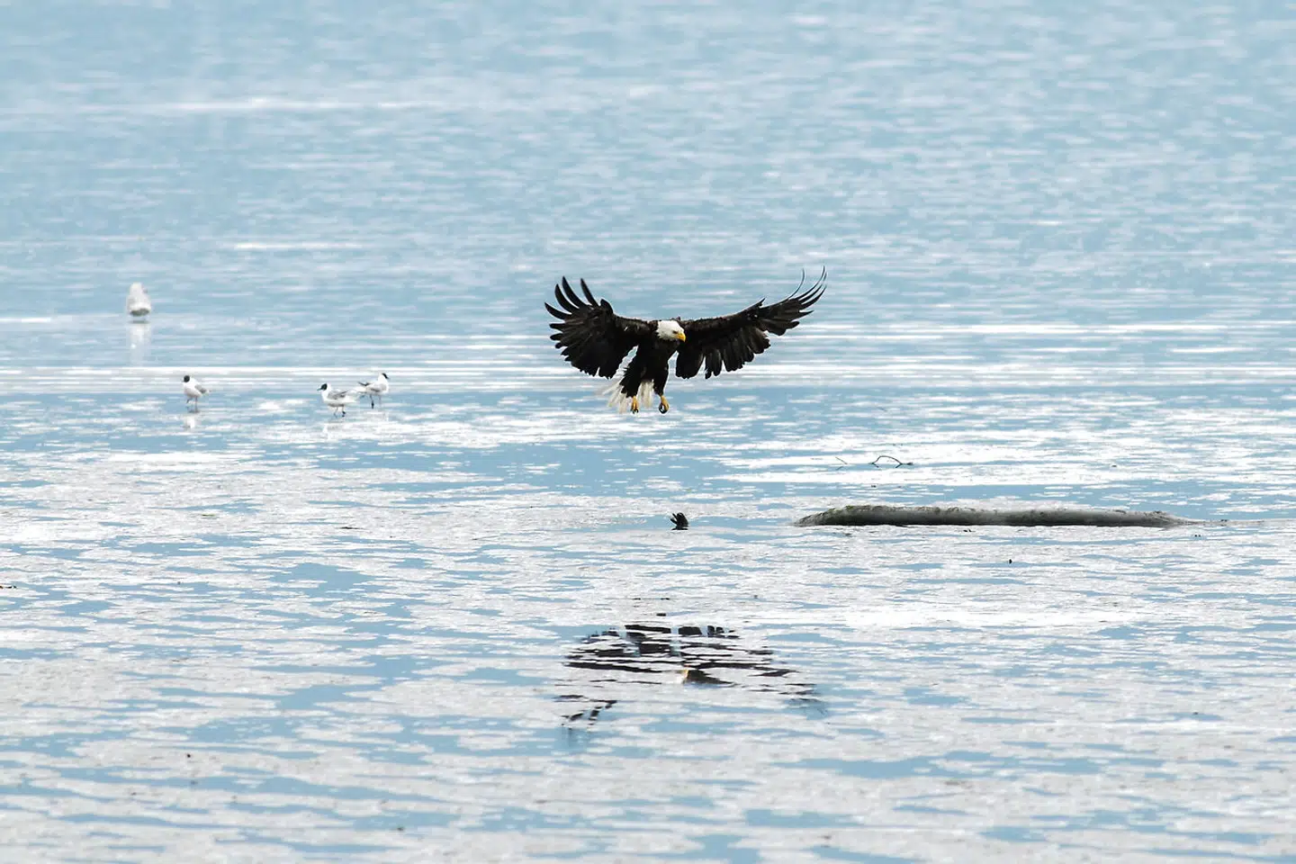 Ørnen (bald eagle) er den amerikanske nationalfugl. Dem spotter man næsten pr. automatik i Alaska.