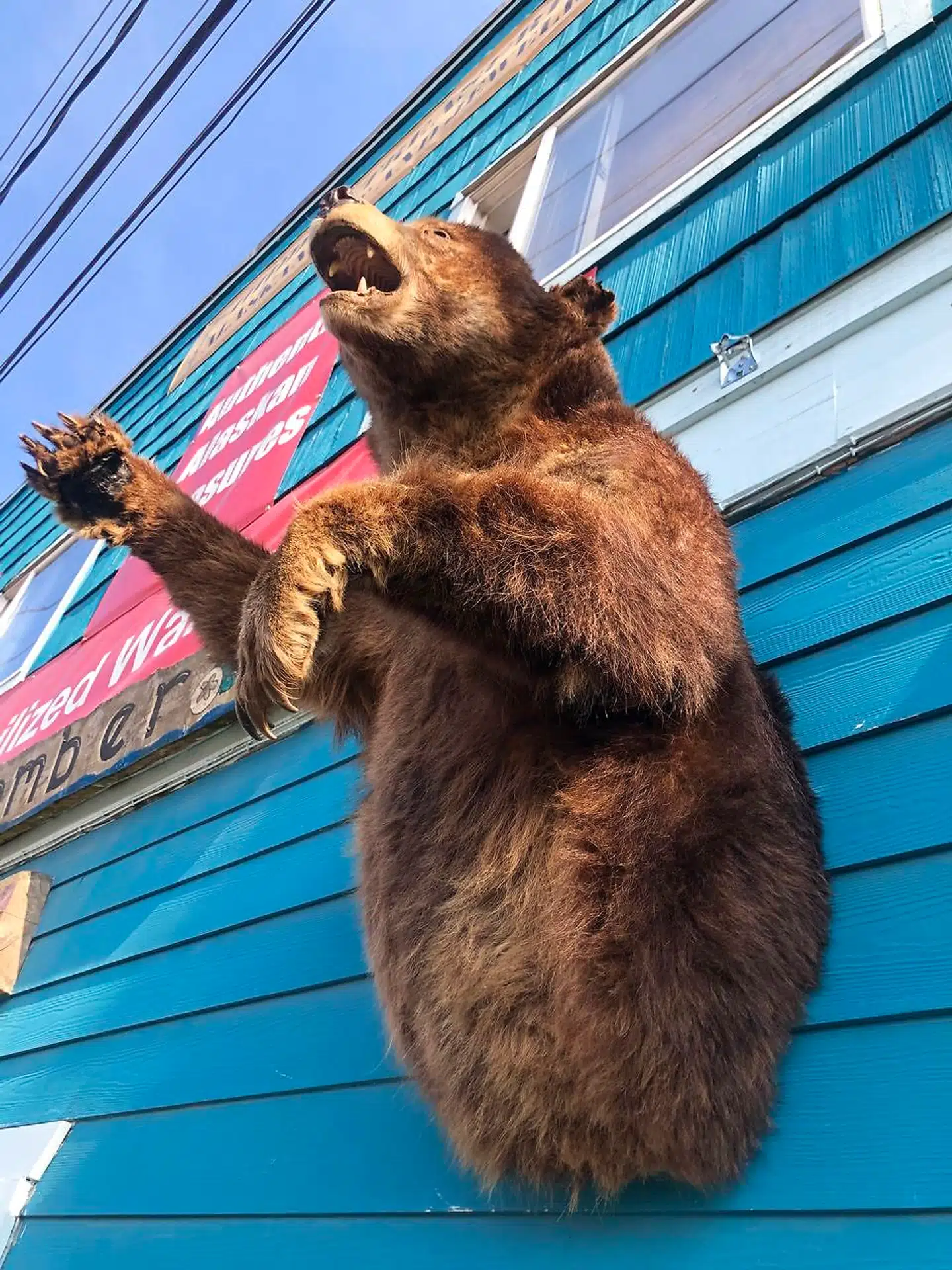 Denne bjørn er både stendød og udstoppet, hængende på et hus i Ketchikan, men på mange vandreruter i Alaska er mødet med en bjørn en risiko, man skal forholde sig til. Rådet lyder: Gå roligt, baglæns væk fra stedet. Lad for Guds skyld være med at løbe!