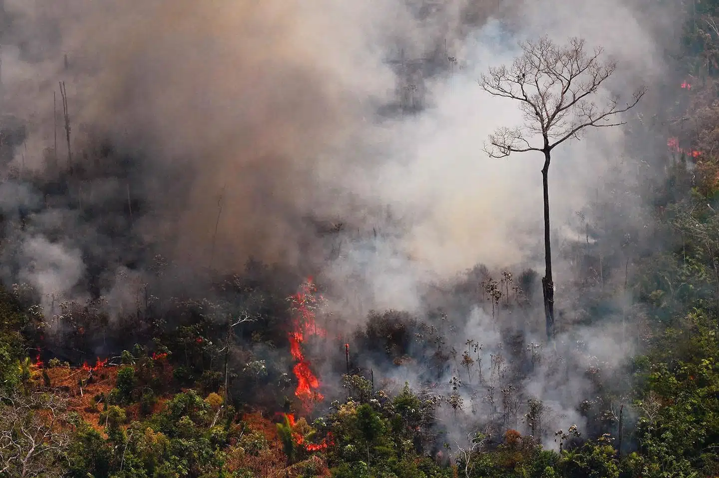 Konsekvensen af skovbrandene i Amazonas er enorme.