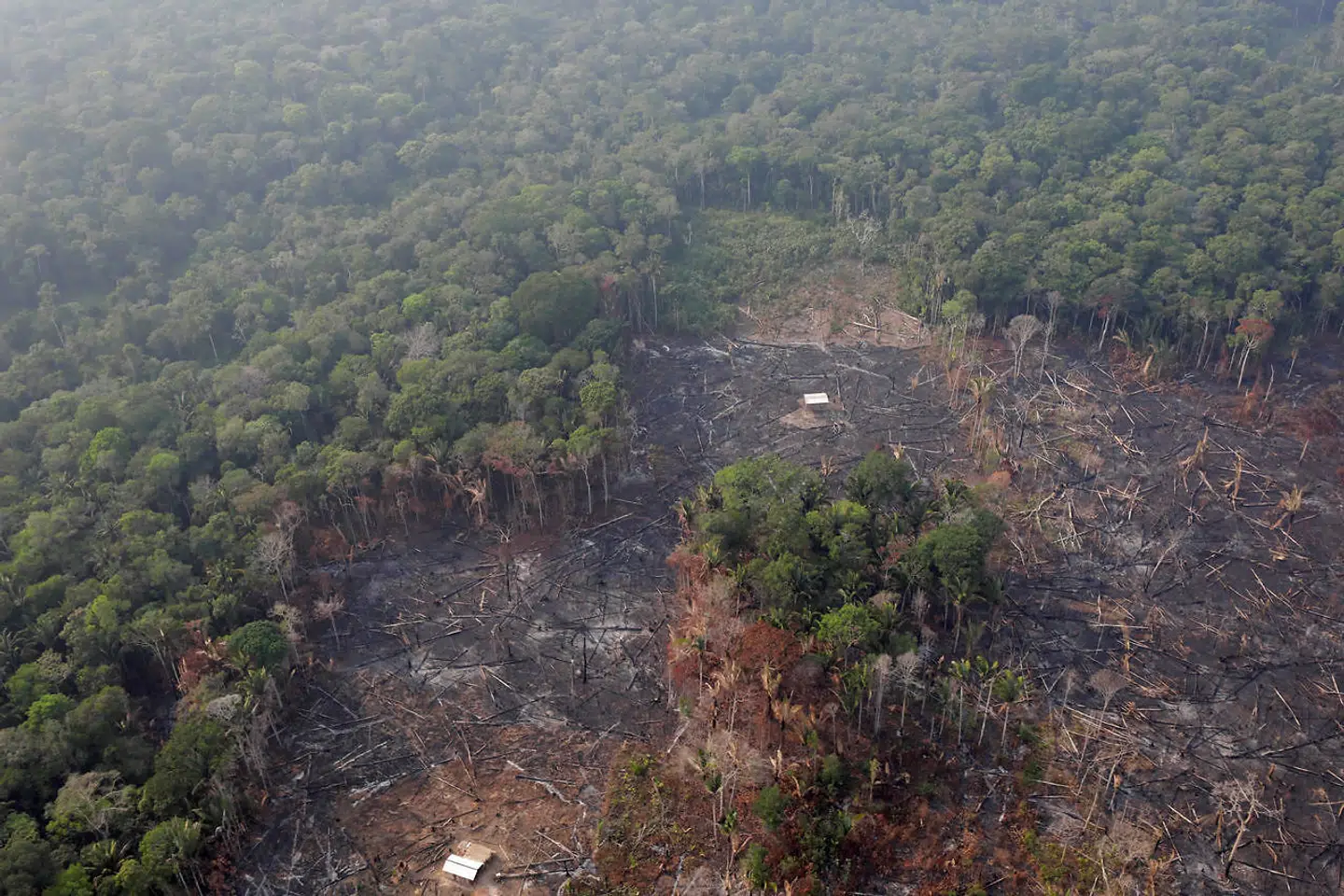Et afsvedet område af Amazonas tæt på Humaita i Brasilien.